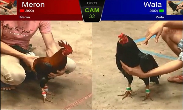 Panduan sabung ayam online Wala Meron